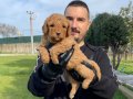 ÖZEL RENK RED MALTİPOO YAVRULARIMIZ 