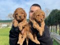ÖZEL RENK RED MALTİPOO YAVRULARIMIZ 