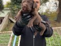 ÇOK ÖZEL CHOCOLATE LABRADOR YAVRULARIMIZ