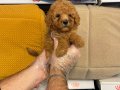 RED ORJİNAL TOY POODLE YAVRULARIMIZ