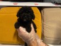 Gerçek Tea Cup Siyah Toy Poodle Bebeklerimiz