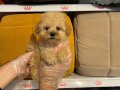 OYUNCAK SURAT GERÇEK TOY POODLE YAVRULARI