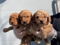 Oyuncak Surat Gerçek Toy Poodle Yavrularımız