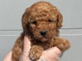 OYUNCAK SURAT GERÇEK TOY POODLE YAVRULARIMIZ