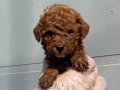 RED BROWNE GERÇEK TOY POODLE BEBEKLERİMİZ