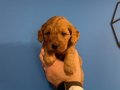 RED BROWNE GERÇEK MALTİPOO YAVRULARIMIZ