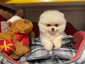 BEAR FACE GERÇEK POMERANİAN BOO BEBEKLERİMİZ