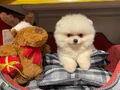 BEAR FACE GERÇEK POMERANİAN BOO BEBEKLERİMİZ