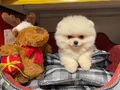 BEAR FACE GERÇEK POMERANİAN BOO BEBEKLERİMİZ