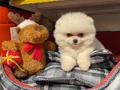 BEAR FACE GERÇEK POMERANİAN BOO BEBEKLERİMİZ