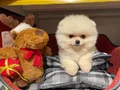BEAR FACE GERÇEK POMERANİAN BOO BEBEKLERİMİZ