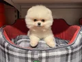 BEAR FACE GERÇEK POMERANİAN BOO BEBEKLERİMİZ