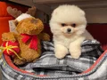 BEAR FACE GERÇEK POMERANİAN BOO BEBEKLERİMİZ