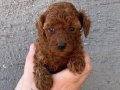 Red Browne Kore Toy Poodle Bebeklerimiz