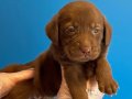 CHOCOLATE LABRADOR YAVRULARIMIZ