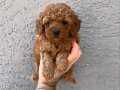 GERÇEK RED TOY POODLE YAVRULARIMIZ