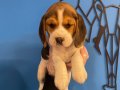 ÇOK ÖZEL ELİZABETH BEAGLE YAVRULARIMIZ