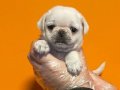 Türkiye’de Tek Özel Renk White Pug Mops Bebekler