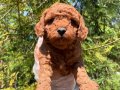 RED BROWNE ÇOK ÖZEL TOY POODLE BEBEKLERİMİZ