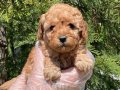 TEA CUP TOY POODLE BEBEKLERİMİZ