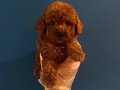 RED BROWNE TOY POODLE BEBEKLERİMİZ