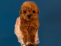 MİKRO TEA CUP KORE POODLE BEBEĞİMİZ