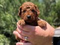 TEA CUP RED BROWNE POODLE YAVRULARIMIZ