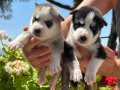 ÇOK ÖZEL HUSKY SİBİRYA KURDU YAVRULARIMIZ