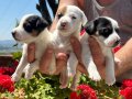 MASKE FİLMİNİN YILDIZI MAYLO JACK RUSSEL YAVRULARI
