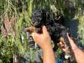 TÜRKİYEDE TEK ÖZEL RENK BLACK TAN TOY POODLE