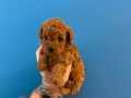 KORE TEA CUP RED BROWNE POODLE BEBEKLERİMİZ