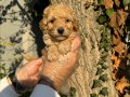 APRİCOT ÇOK ÖZEL TOY POODLE BEBEKLERİMİZ