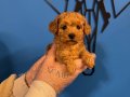 GERÇEK TEA CUP RED POODLE BEBEĞİMİZ