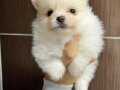 TEA CUP POMERANİAN BOO YAVRULARIMIZ