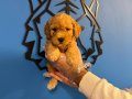 APRİCOT RENK TOY POODLE BEBEKLERİMİZ