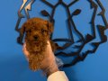 KORE RED BROWNE TEA CUP TOY POODLE