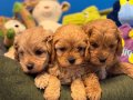 BEBEK YÜZLÜ ÇOK ÖZEL MALTİPOO BEBEKLERİMİZ