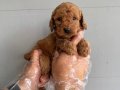ÇOK ÖZEL TOY POODLE BEBEKLERİMİZ