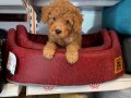 RUHSATLI ÇİFTLİKTEN RED TOY POODLE BEBEKLER