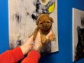 GERÇEK TEA CUP TOY POODLE BEBEKLERİMİZ