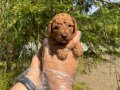 TEA CUP TOY POODLE YAVRULARIMIZ