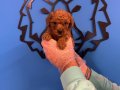 RED BROWNE TOY POODLE YAVRULARI