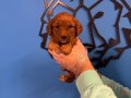 RED BROWNE MALTİPOO YAVRULARI