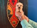 MİKRO TEA CUP KORE MALTESE TERRİER YAVRULARI