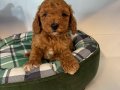 RED BROWNE MALTİPOO YAVRULARIMIZ