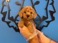 TEA CUP APRİCOT TOY POODLE BEBEKLERİMİZ