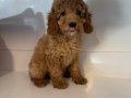 STANDART POODLE BEBEKLERİMİZ