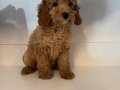 STANDART POODLE BEBEKLERİMİZ