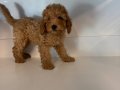 STANDART POODLE BEBEKLERİMİZ