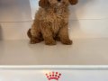 STANDART POODLE BEBEKLERİMİZ